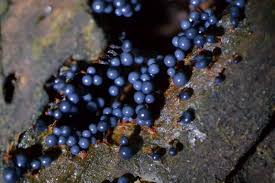 Attēlu rezultāti vaicājumam “Cribraria piriformis macro”