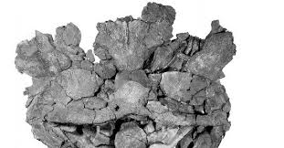 Attēlu rezultāti vaicājumam “Laccognathus panderi”