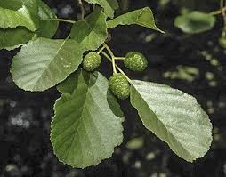 Attēlu rezultāti vaicājumam “Alnus glutinosa leaf”