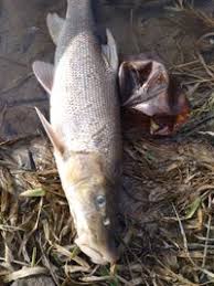 Image result for Barbus barbus