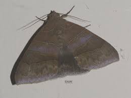 Attēlu rezultāti vaicājumam “Aphelia paleana”