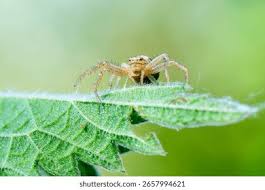 Attēlu rezultāti vaicājumam “Xysticus ulmi”