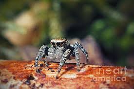 Attēlu rezultāti vaicājumam “Evarcha falcata”