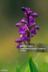 Attēlu rezultāti vaicājumam “Orchis morio”