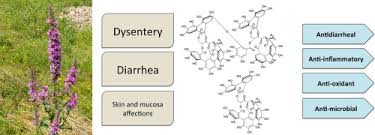Attēlu rezultāti vaicājumam “Lythrum salicaria fruit”
