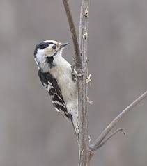 Attēlu rezultāti vaicājumam “Dendrocopos minor”