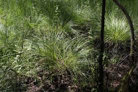 Attēlu rezultāti vaicājumam “Carex elongata”