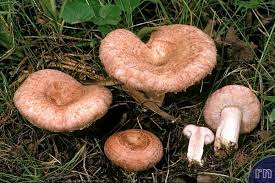 Attēlu rezultāti vaicājumam “Lactarius torminosus”