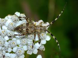 Attēlu rezultāti vaicājumam “Hemitrichia sordivesiculosa”