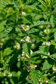 Attēlu rezultāti vaicājumam “Lycopus europaeus”