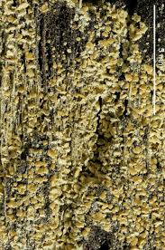 Attēlu rezultāti vaicājumam “Hypocenomyce scalaris”