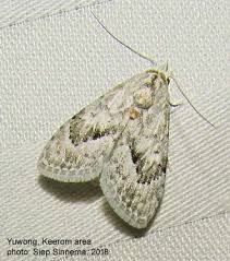 Attēlu rezultāti vaicājumam “Nolidae”