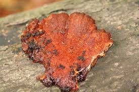 Attēlu rezultāti vaicājumam “Inonotus leporinus”