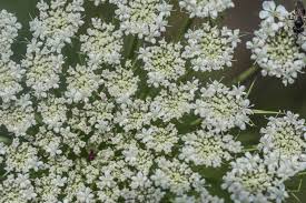 Attēlu rezultāti vaicājumam “Corynephorus canescens flower”