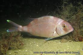 Image result for Pagrus