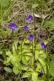 Attēlu rezultāti vaicājumam “Pinguicula vulgaris leaf”