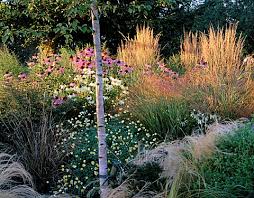Attēlu rezultāti vaicājumam “Calamagrostis purpurea”