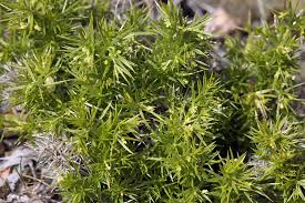 Attēlu rezultāti vaicājumam “Epirrhoe”