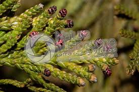 Attēlu rezultāti vaicājumam “Thuja occidentalis flower”