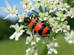 Attēlu rezultāti vaicājumam “Trichodes apiarius”