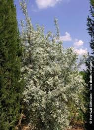 Attēlu rezultāti vaicājumam “Elaeagnus commutata”