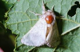 Attēlu rezultāti vaicājumam “Noctuidae”