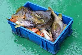 Image result for Gadus macrocephalus