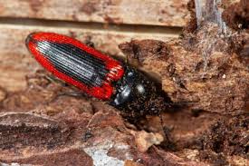 Attēlu rezultāti vaicājumam “Ampedus sanguinolentus”