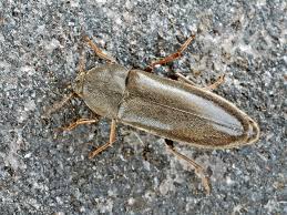 Attēlu rezultāti vaicājumam “Xylita laevigata”