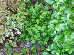 Attēlu rezultāti vaicājumam “Galium odoratum leaf”