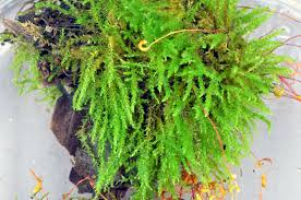 Attēlu rezultāti vaicājumam “Hygroamblystegium varium”