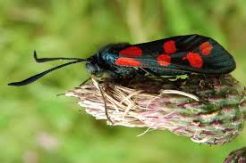 Attēlu rezultāti vaicājumam “Zygaena filipendulae exuvia”