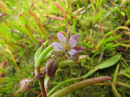 Attēlu rezultāti vaicājumam “Spergularia marina leaf”