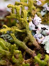 Attēlu rezultāti vaicājumam “Riccardia palmata”