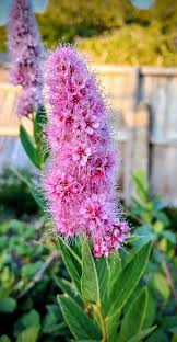 Attēlu rezultāti vaicājumam “Spiraea salicifolia flower”