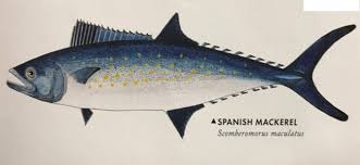 Image result for Scomberomorus maculatus