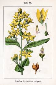 Attēlu rezultāti vaicājumam “Lysimachia vulgaris”