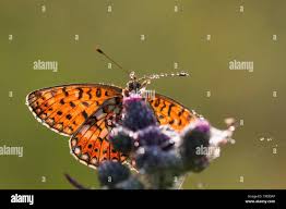 Attēlu rezultāti vaicājumam “Clossiana selene”