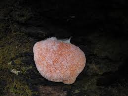 Attēlu rezultāti vaicājumam “Licea minima spores”