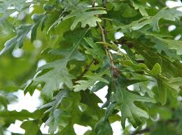 Attēlu rezultāti vaicājumam “Quercus”