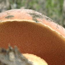 Attēlu rezultāti vaicājumam “Boletus luridus”