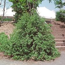 Attēlu rezultāti vaicājumam “Ribes alpinum”