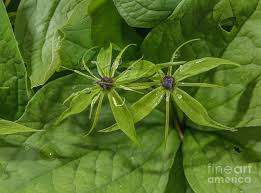 Attēlu rezultāti vaicājumam “Paris quadrifolia”