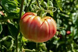 Afbeeldingsresultaat voor Pink Brandywine tomato