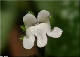 Attēlu rezultāti vaicājumam “Microrrhinum minus flower”