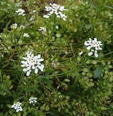 Image result for Iberis amara