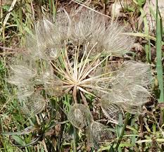 Image result for Tragopogon pratensis