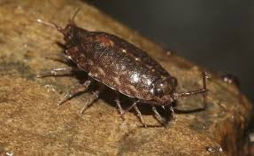 Attēlu rezultāti vaicājumam “Ligidium hypnorum”