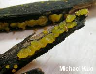 Attēlu rezultāti vaicājumam “Dacrymyces stillatus”