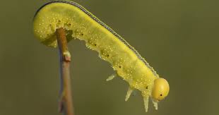 Attēlu rezultāti vaicājumam “Cimbex luteus”